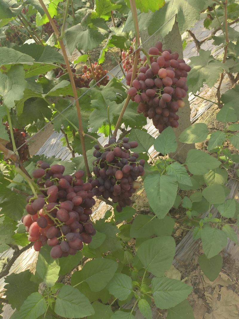 山东冠县葡萄大量马上上市可视频看货量大从优