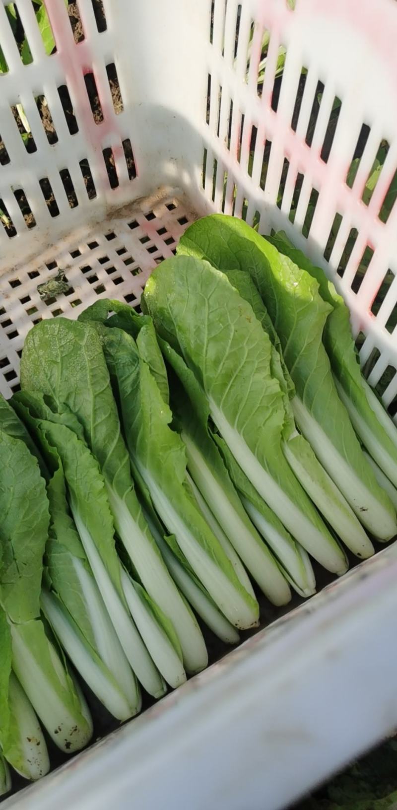 精品小白菜