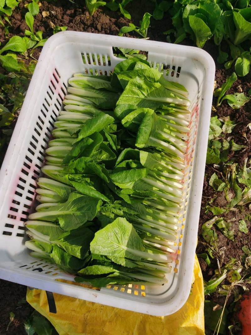 精品小白菜