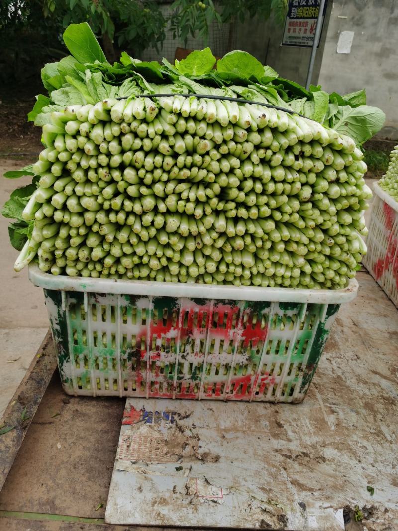 精品小白菜