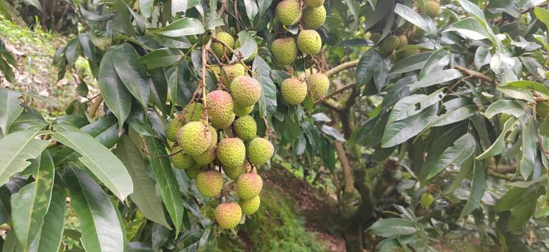 中国荔枝之乡广西灵山妃子笑荔枝白糖罂荔枝市价稳定，量稳定