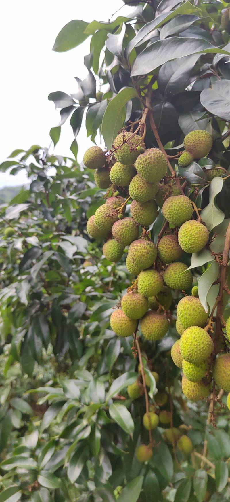 中国荔枝之乡广西灵山妃子笑荔枝白糖罂荔枝市价稳定，量稳定