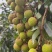 中国荔枝之乡广西灵山妃子笑荔枝白糖罂荔枝市价稳定，量稳定