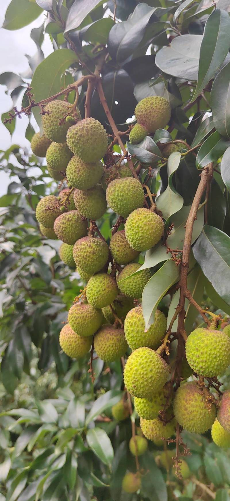 中国荔枝之乡广西灵山妃子笑荔枝白糖罂荔枝市价稳定，量稳定