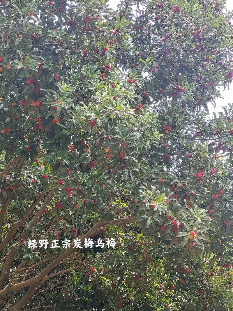 靖州杨梅新鲜杨梅一件代发批发零售工厂代办