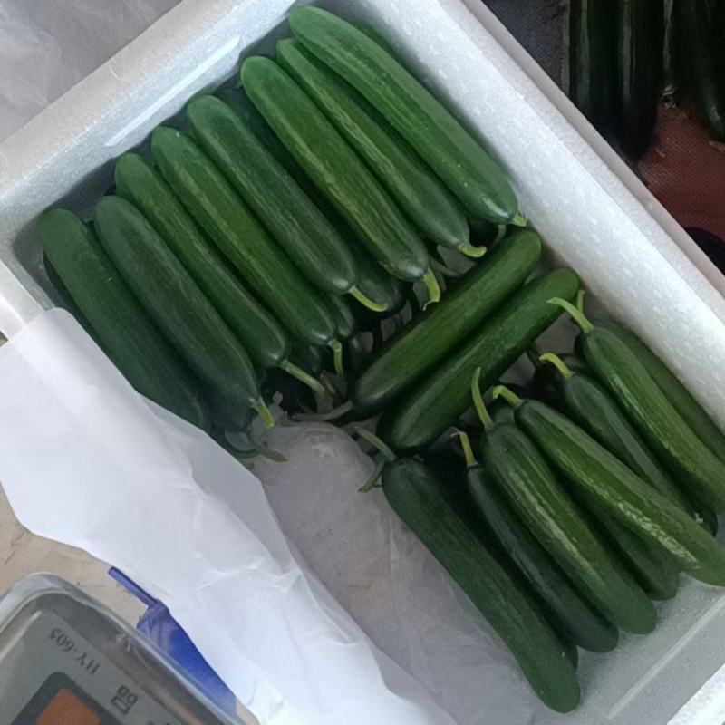 【热卖】河南精品小黄瓜口感好产地直发保质保量全国发货