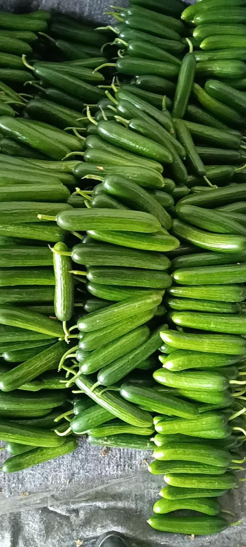 【热卖】河南精品小黄瓜口感好产地直发保质保量全国发货