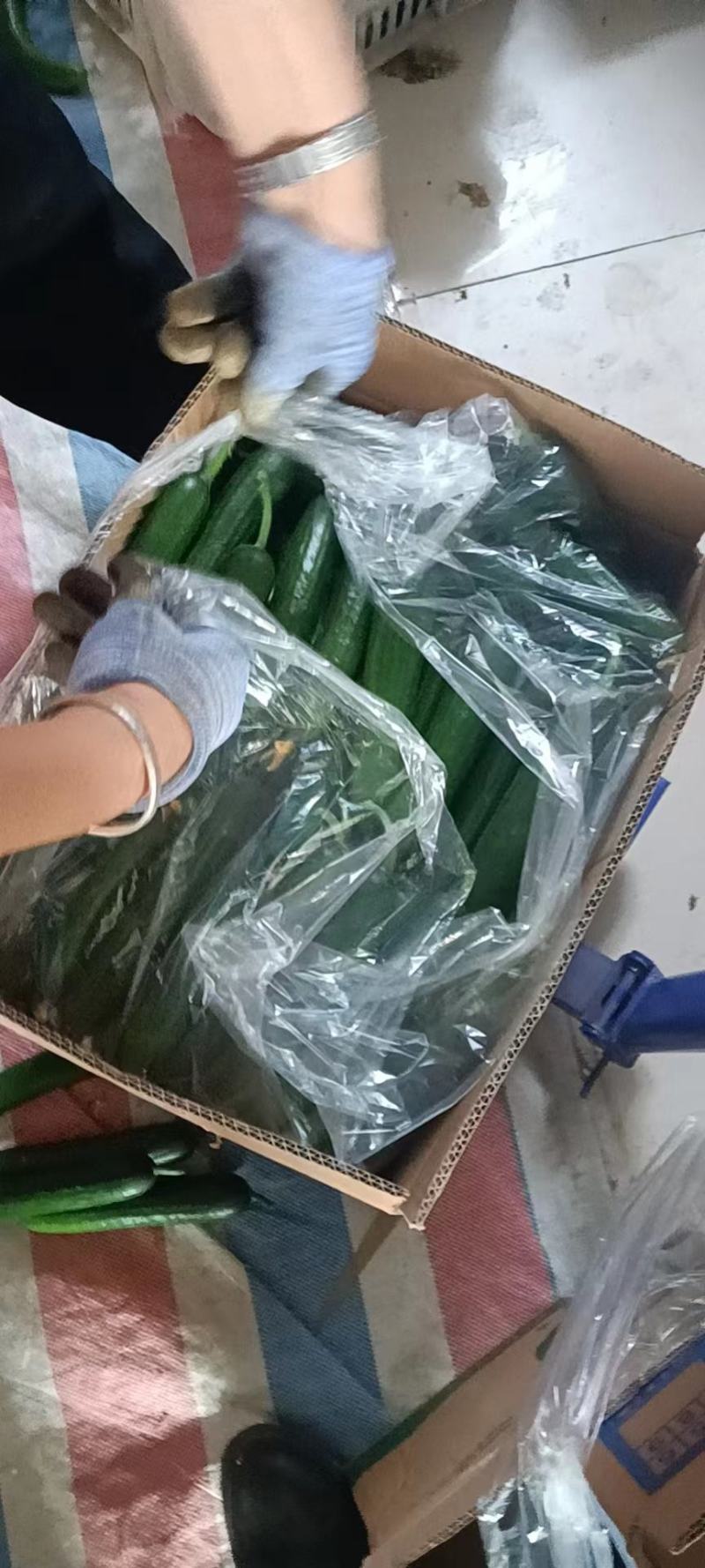 【热卖】河南精品小黄瓜口感好产地直发保质保量全国发货