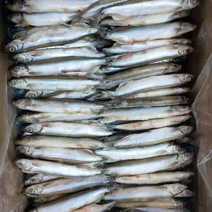 大量出售公母体原料多春鱼价格质量放心.