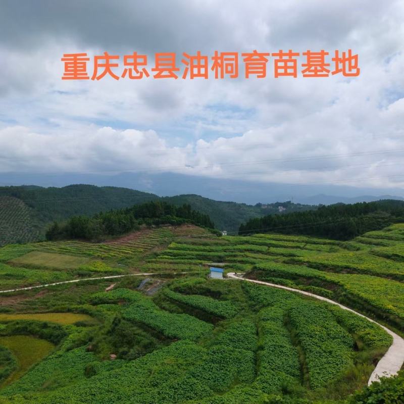 1000万株油桐批发，买油桐树苗请选择我们专业的培育公司