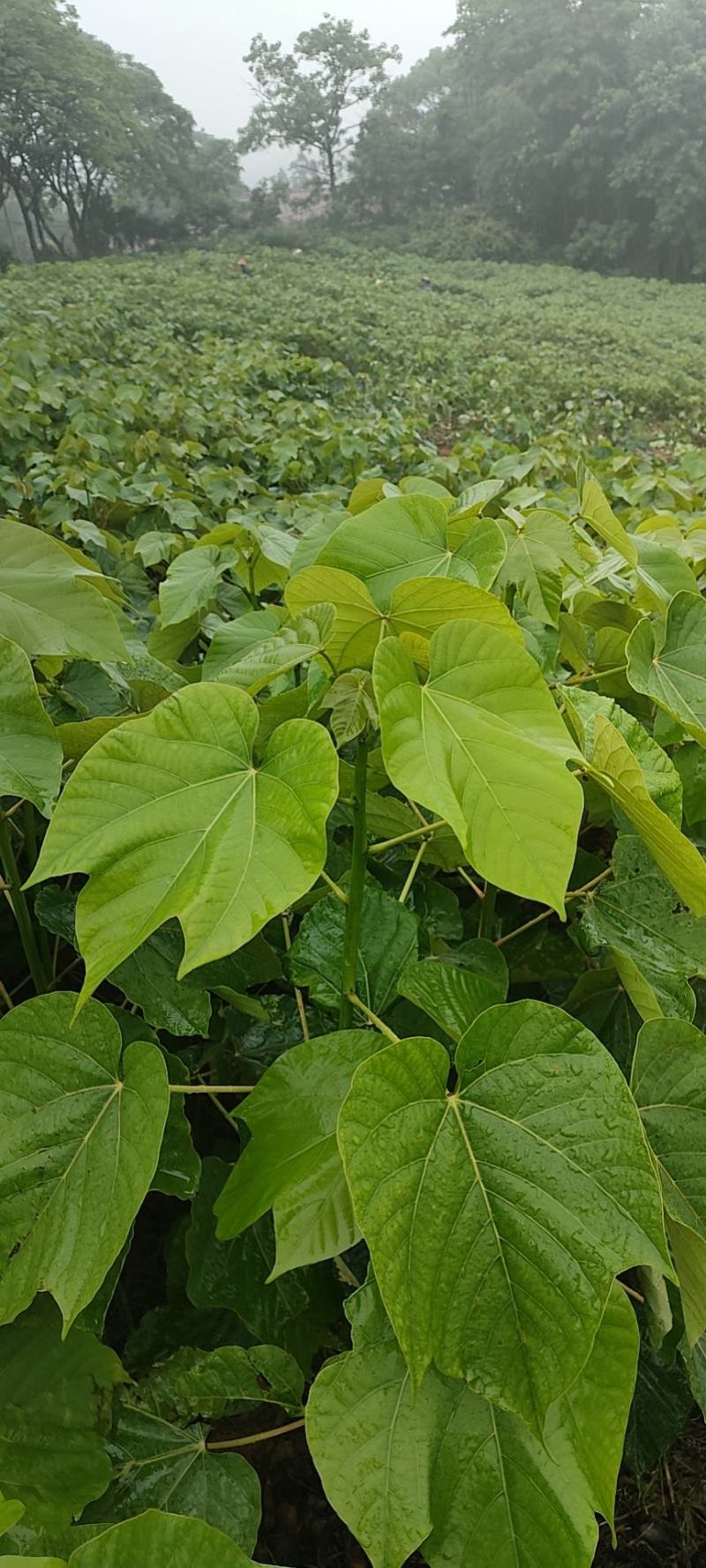 1000万株油桐批发，买油桐树苗请选择我们专业的培育公司