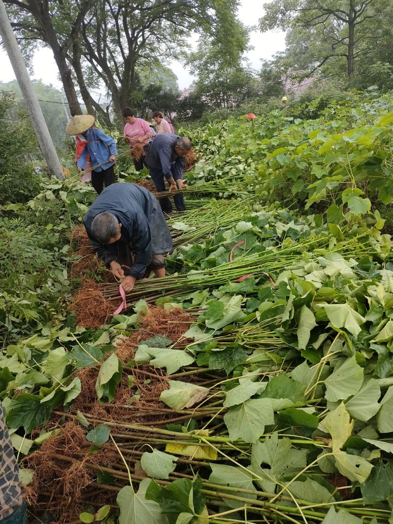1000万株油桐批发，买油桐树苗请选择我们专业的培育公司