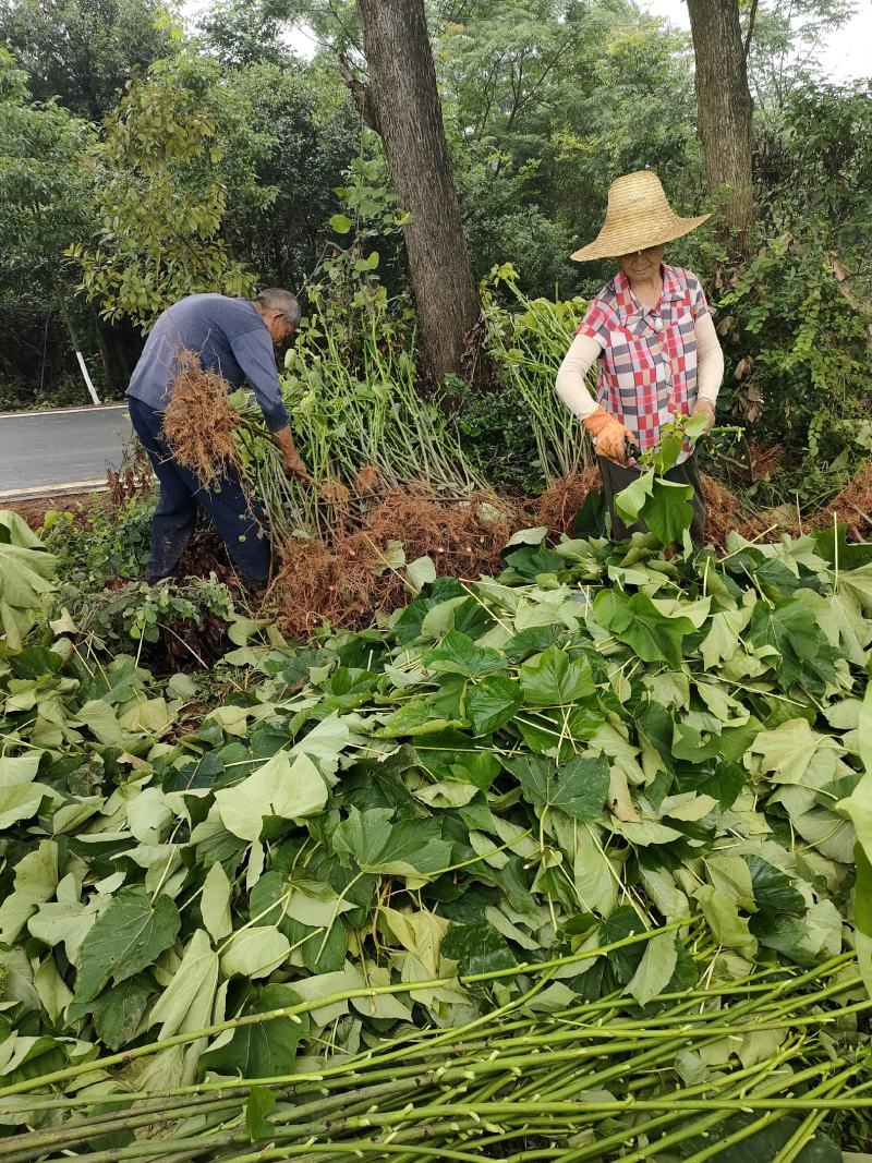 1000万株油桐批发，买油桐树苗请选择我们专业的培育公司