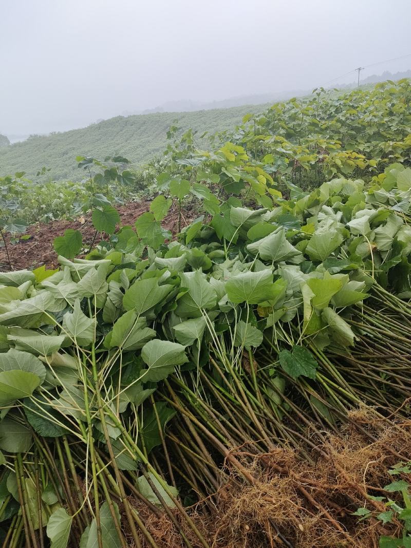1000万株油桐批发，买油桐树苗请选择我们专业的培育公司