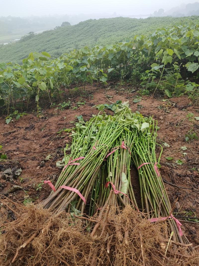 1000万株油桐批发，买油桐树苗请选择我们专业的培育公司