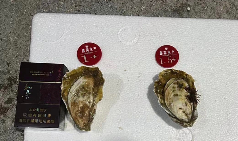 福建生蚝源头大量供应货源充足烧烤专用牡蛎产地直发