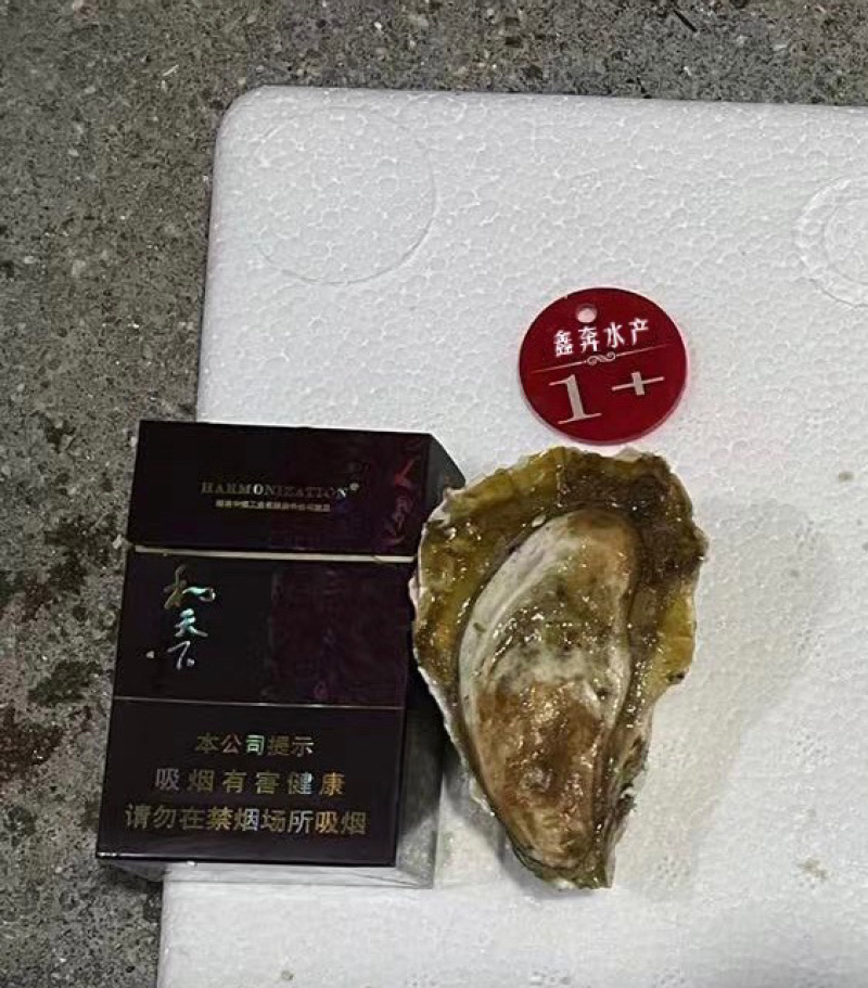 福建生蚝源头大量供应货源充足烧烤专用牡蛎产地直发