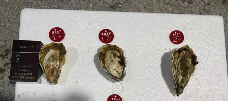 福建生蚝源头大量供应货源充足烧烤专用牡蛎产地直发