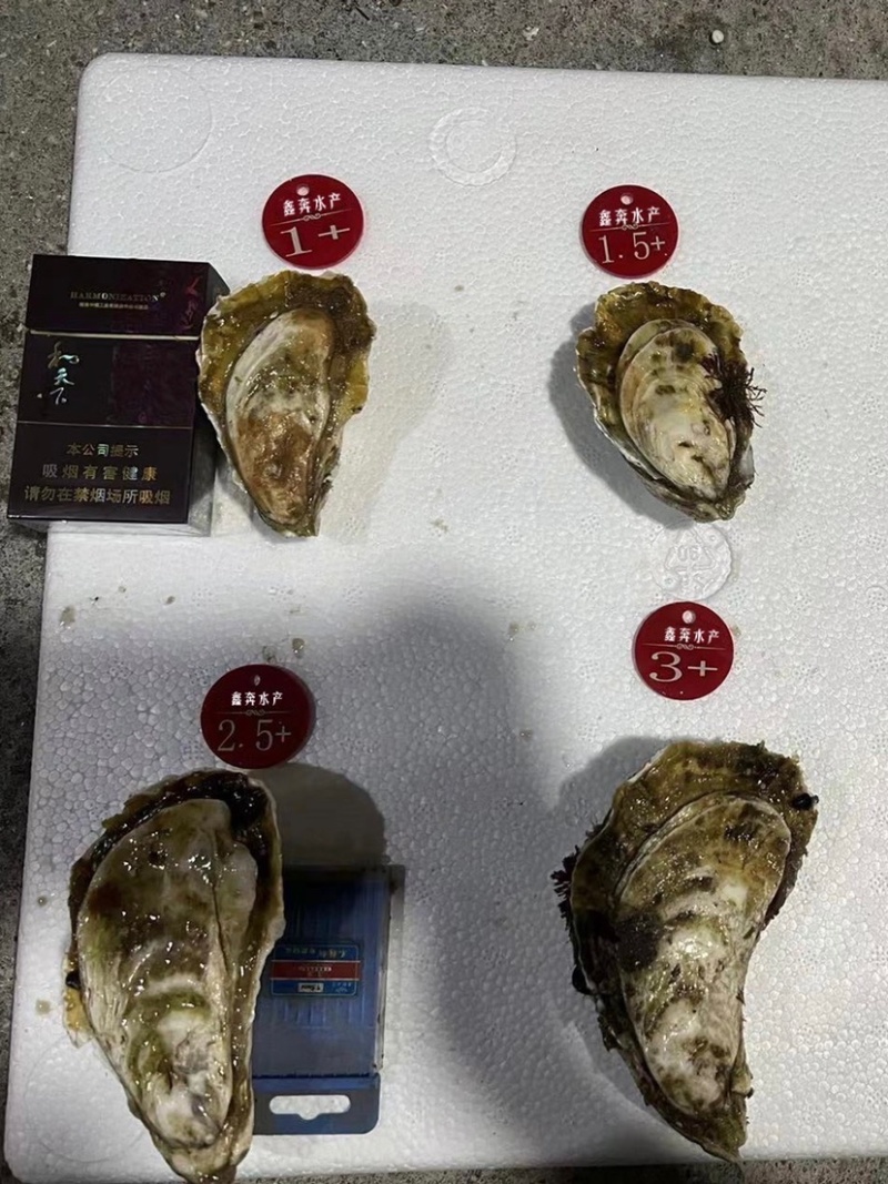 福建生蚝源头大量供应货源充足烧烤专用牡蛎产地直发
