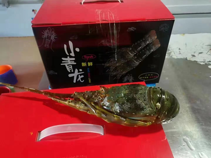小青龙虾新鲜活冻冰鲜冷冻中华锦绣龙虾规格齐全
