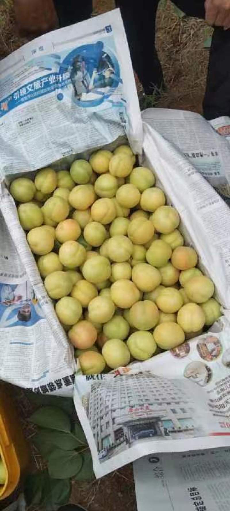精品香白杏，银白杏产地直供