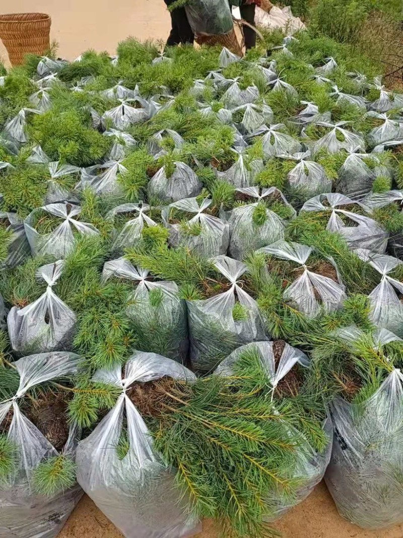华山松苗，华山松轻机制袋苗，一手货源，欢迎考察了解。