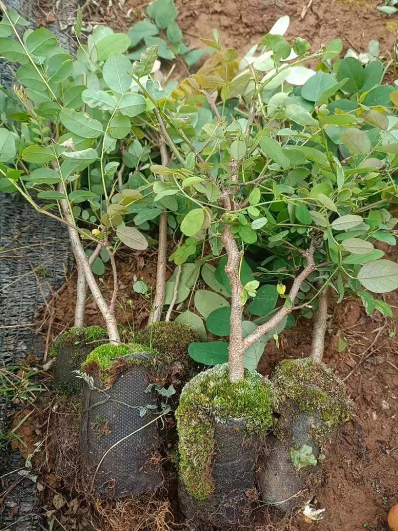 刺槐苗蓄盘刺槐苗基质土刺槐苗