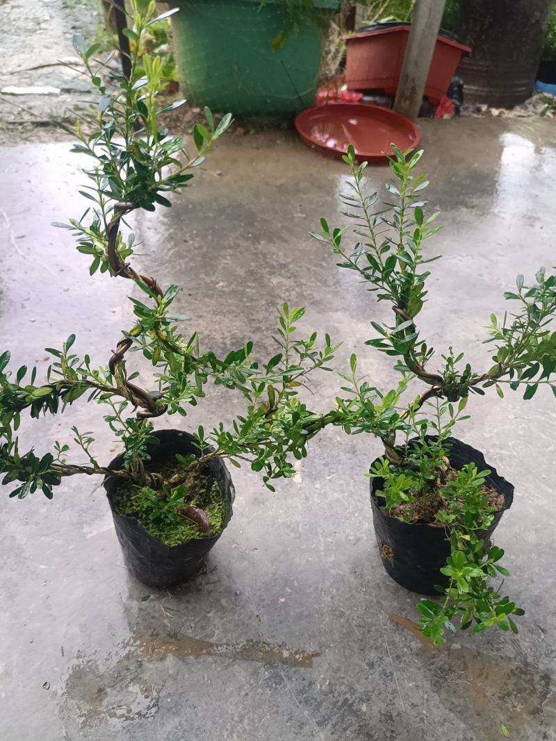 广东雀舌皱皮黄杨柔枝素材