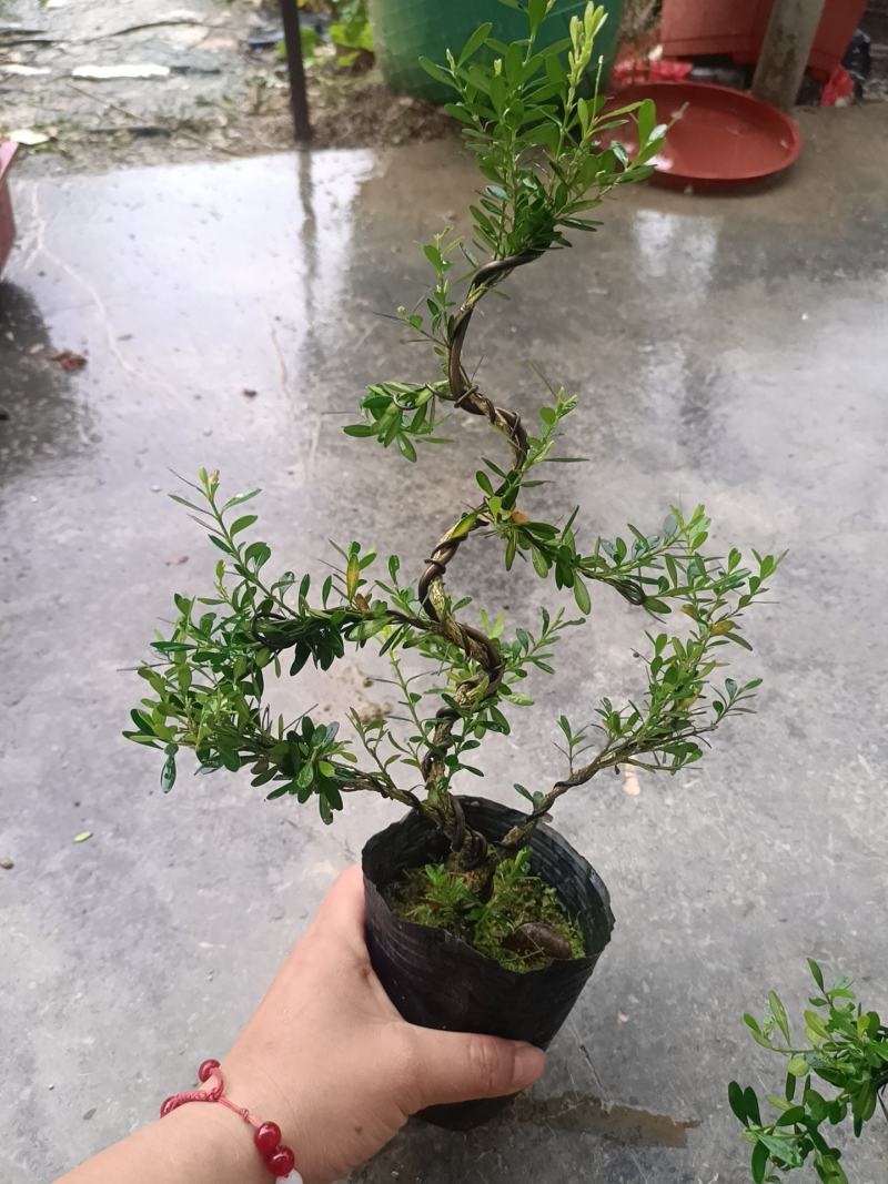 广东雀舌皱皮黄杨柔枝素材