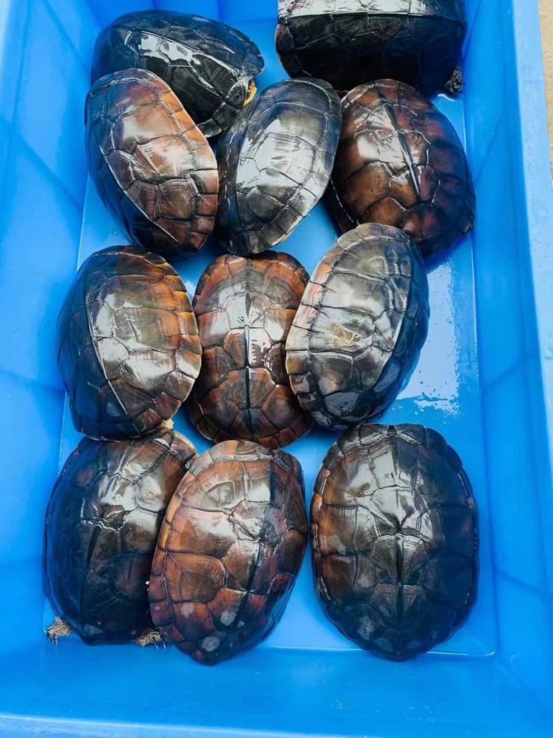【海南福龟】纯种石金龟南石福龟越南石龟活体黄金龟