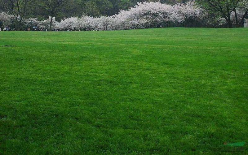 草坪种子四季常青矮生草坪停车场草坪免修剪耐践踏再生能力强