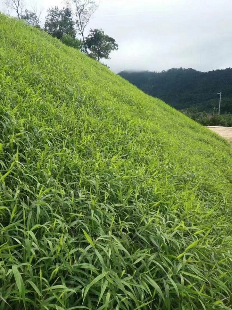 草坪种子四季常青矮生草坪停车场草坪免修剪耐践踏再生能力强