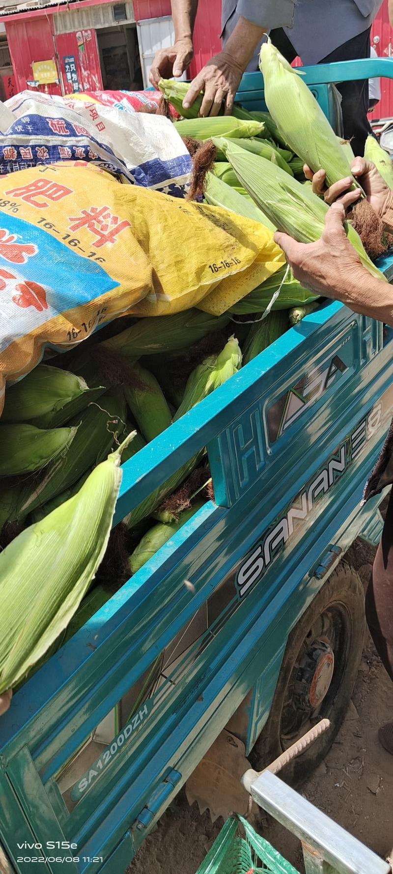 河北邯郸水果玉米大量上市，个头均匀，有需要的联系我