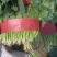 菠菜青海菠菜大量上市，货源充足，包装所图所示欢迎合作