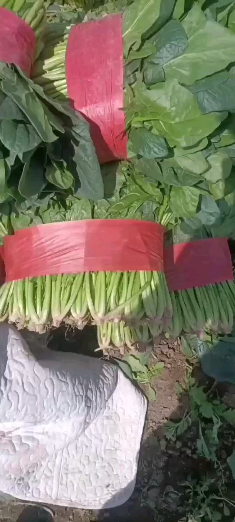 菠菜青海菠菜大量上市，货源充足，包装所图所示欢迎合作