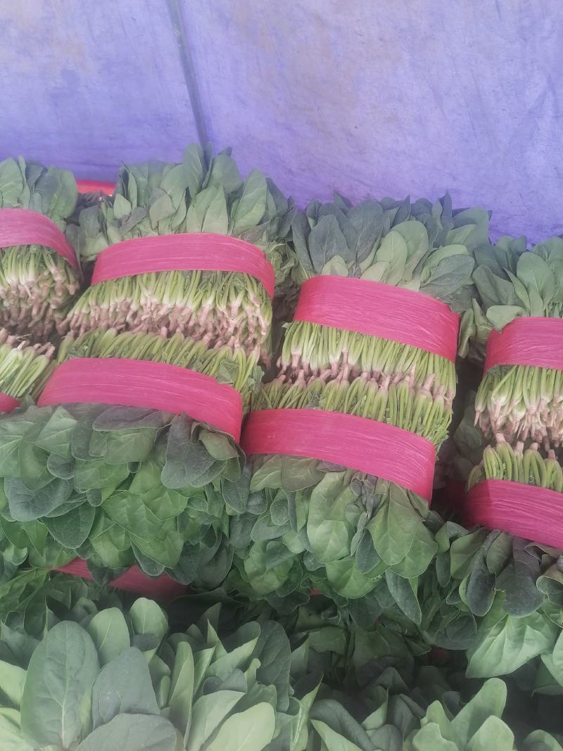 菠菜青海菠菜大量上市，货源充足，包装所图所示欢迎合作