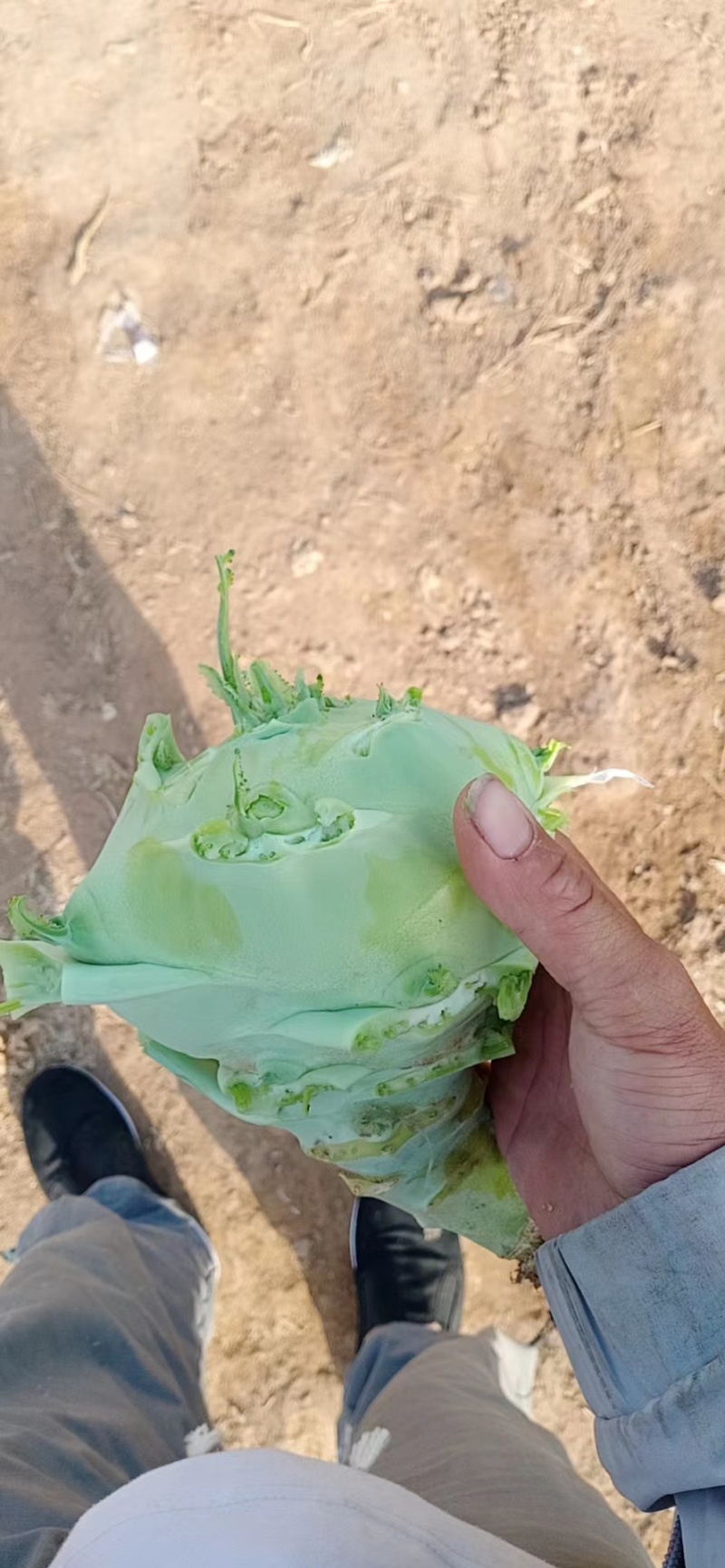 河北邯郸本地苤蓝大量现货供应可视频观看量大优惠
