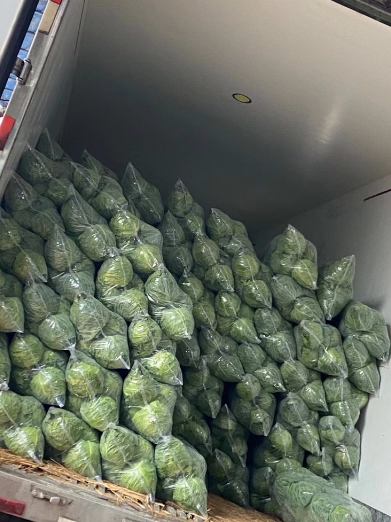 精品包菜，甘蓝，扁包菜，产地一手货源，诚信经营。