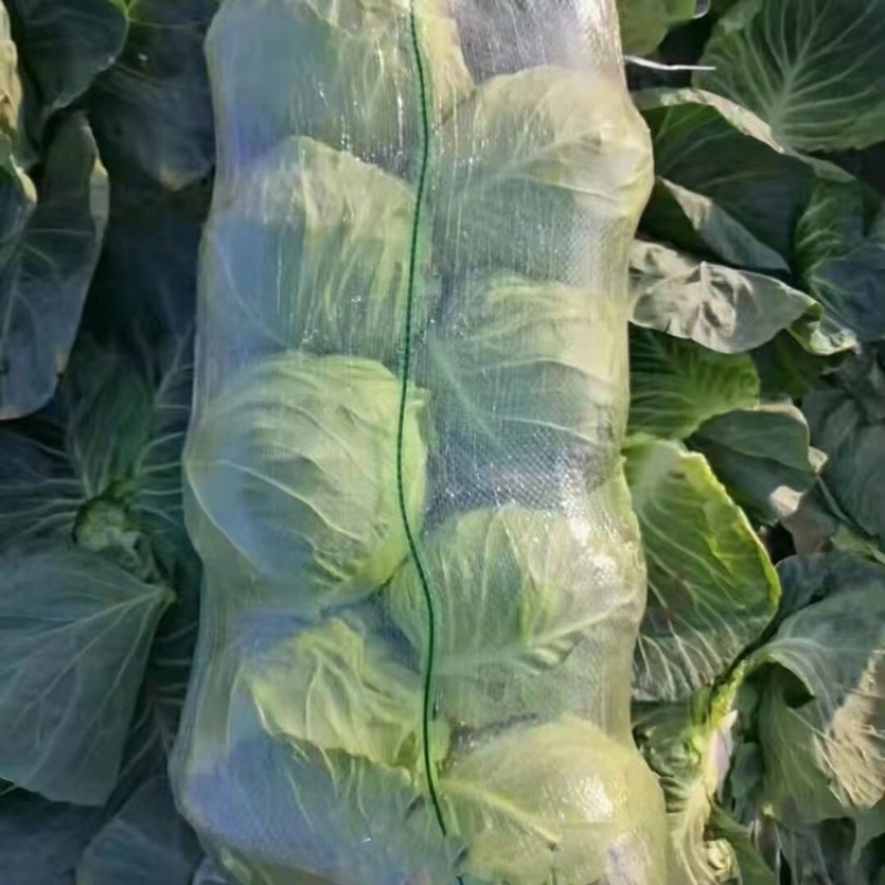 精品包菜，甘蓝，扁包菜，产地一手货源，诚信经营。