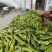 黏玉米10%，，，，，