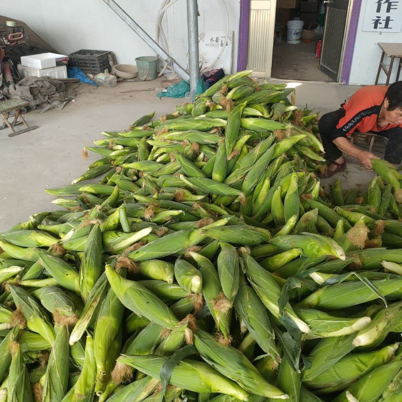黏玉米10%，，，，，