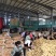 大量供应精品土豆土豆诚挚一根，品质为本