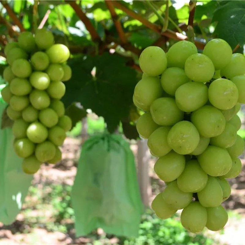 灵宝市阳光玫瑰葡萄