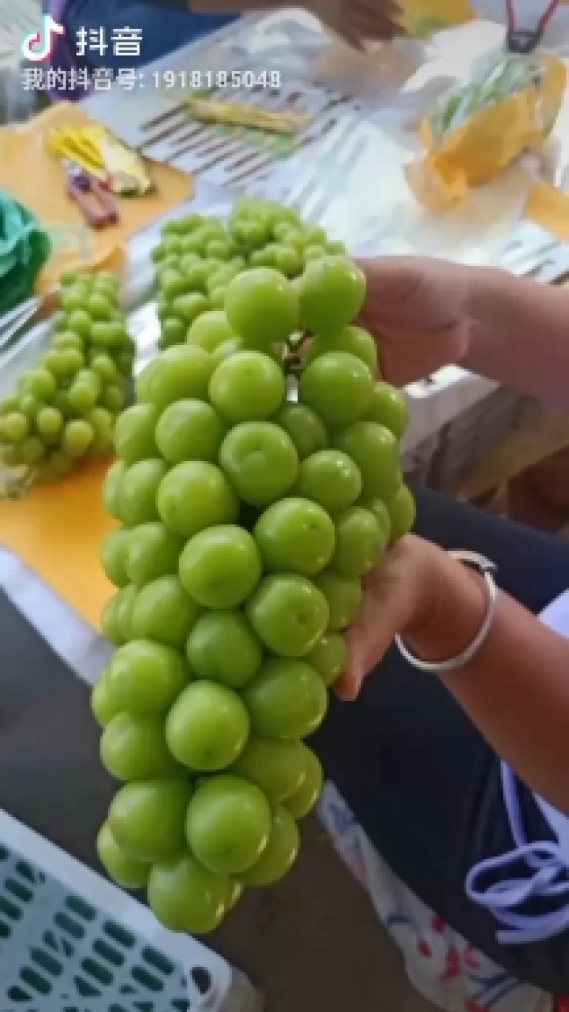 灵宝市阳光玫瑰葡萄