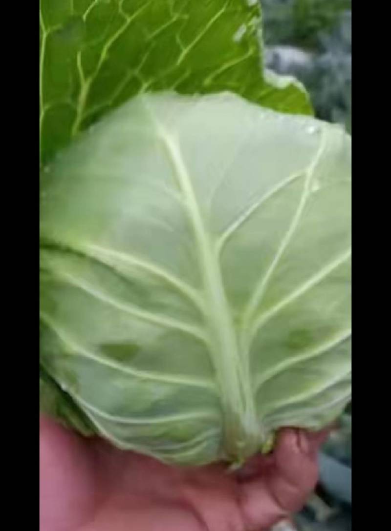 甘蓝