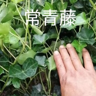 常春藤