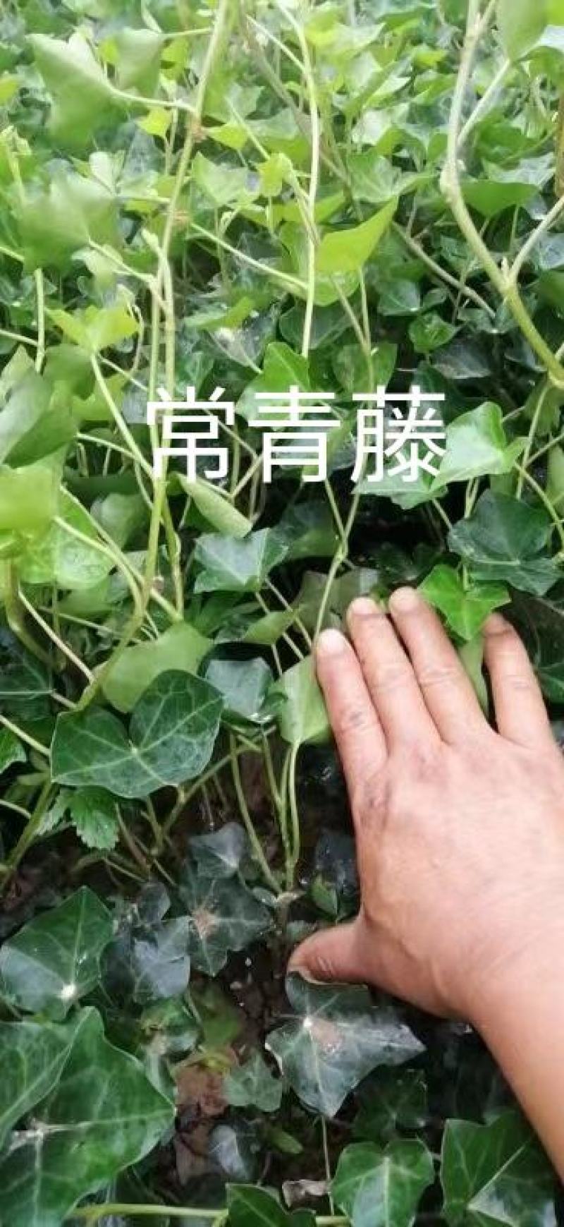 常春藤