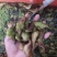 新鲜现摘菱角莲角