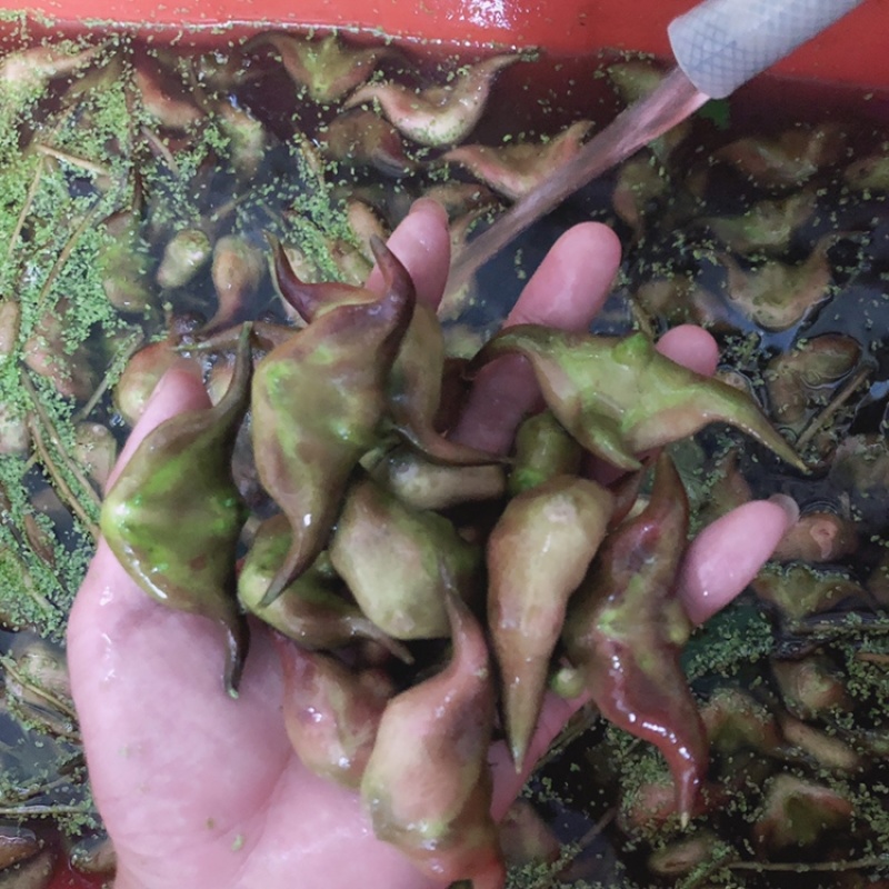 新鲜现摘菱角莲角
