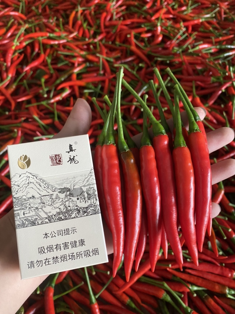 横县指天椒.小米椒